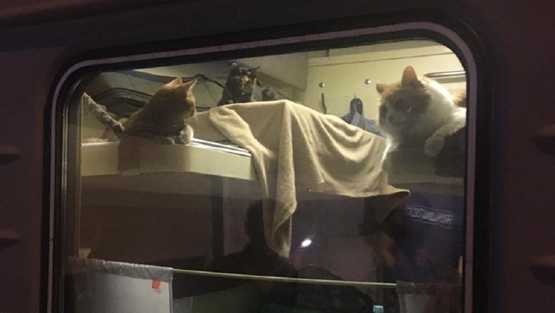 Коты в купе поезда
