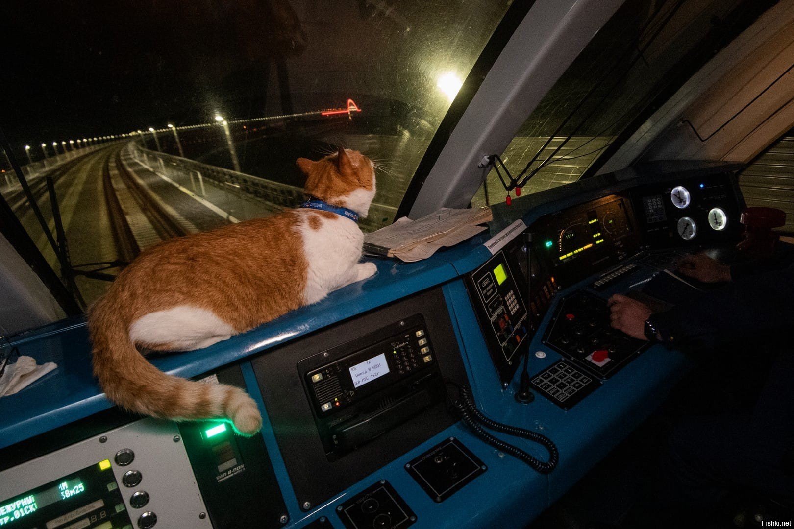 Кот в кабине машиниста