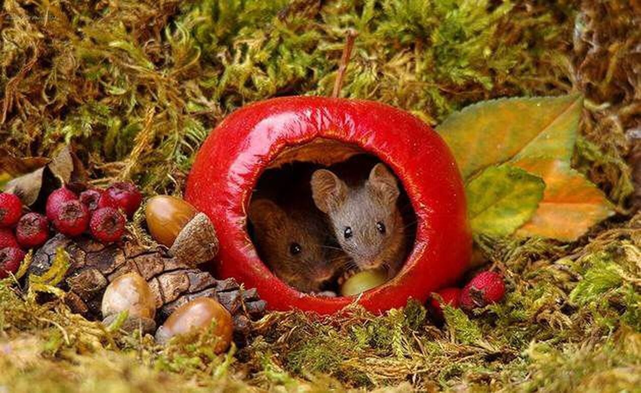 Найти мышей. Домик для мышей. Мышь в норке. Домики мышей в природе. Домик мышонка.
