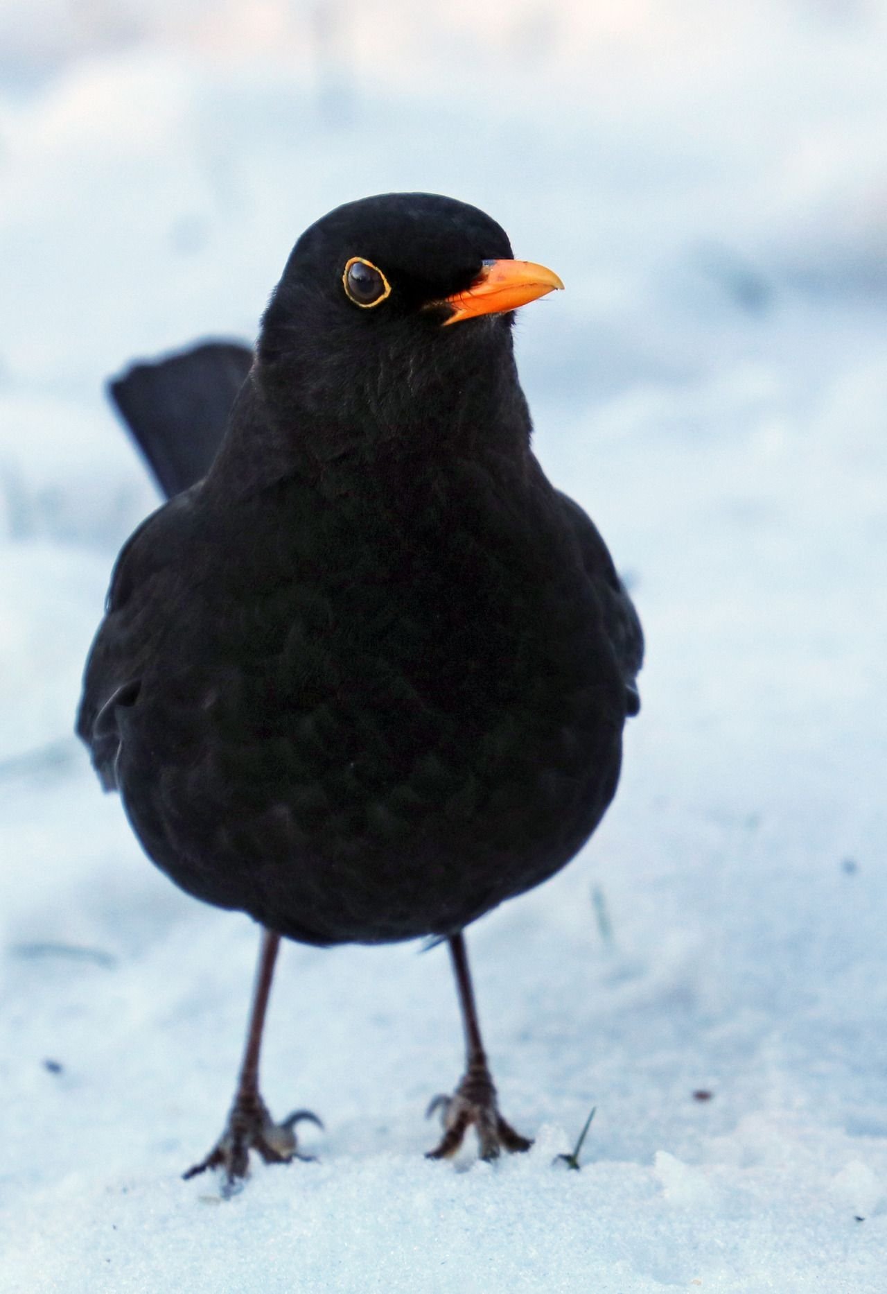 Как называется черная птица с оранжевым клювом