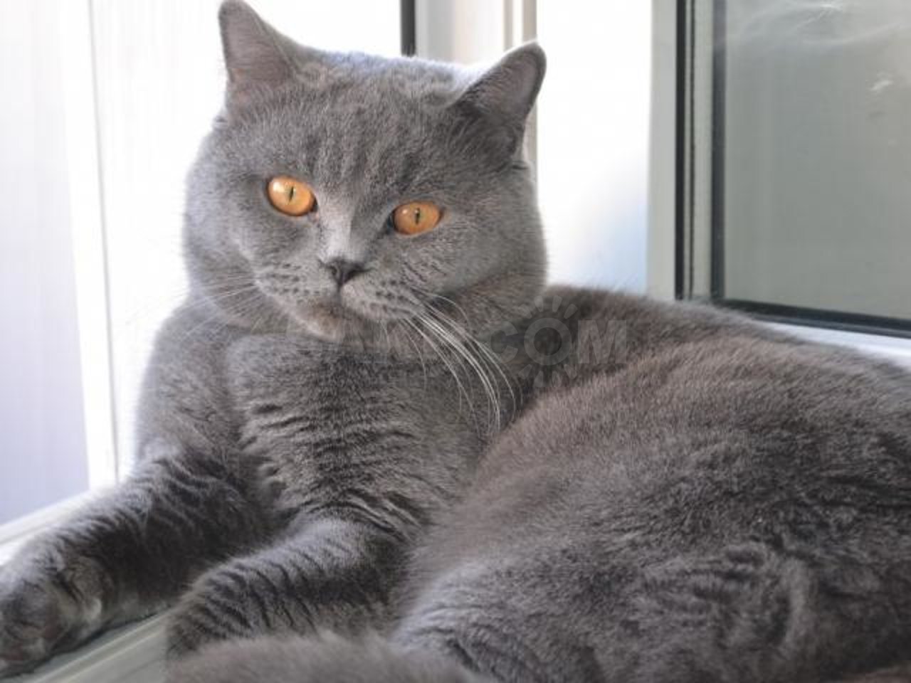 фото шотландских котов прямоухих серых