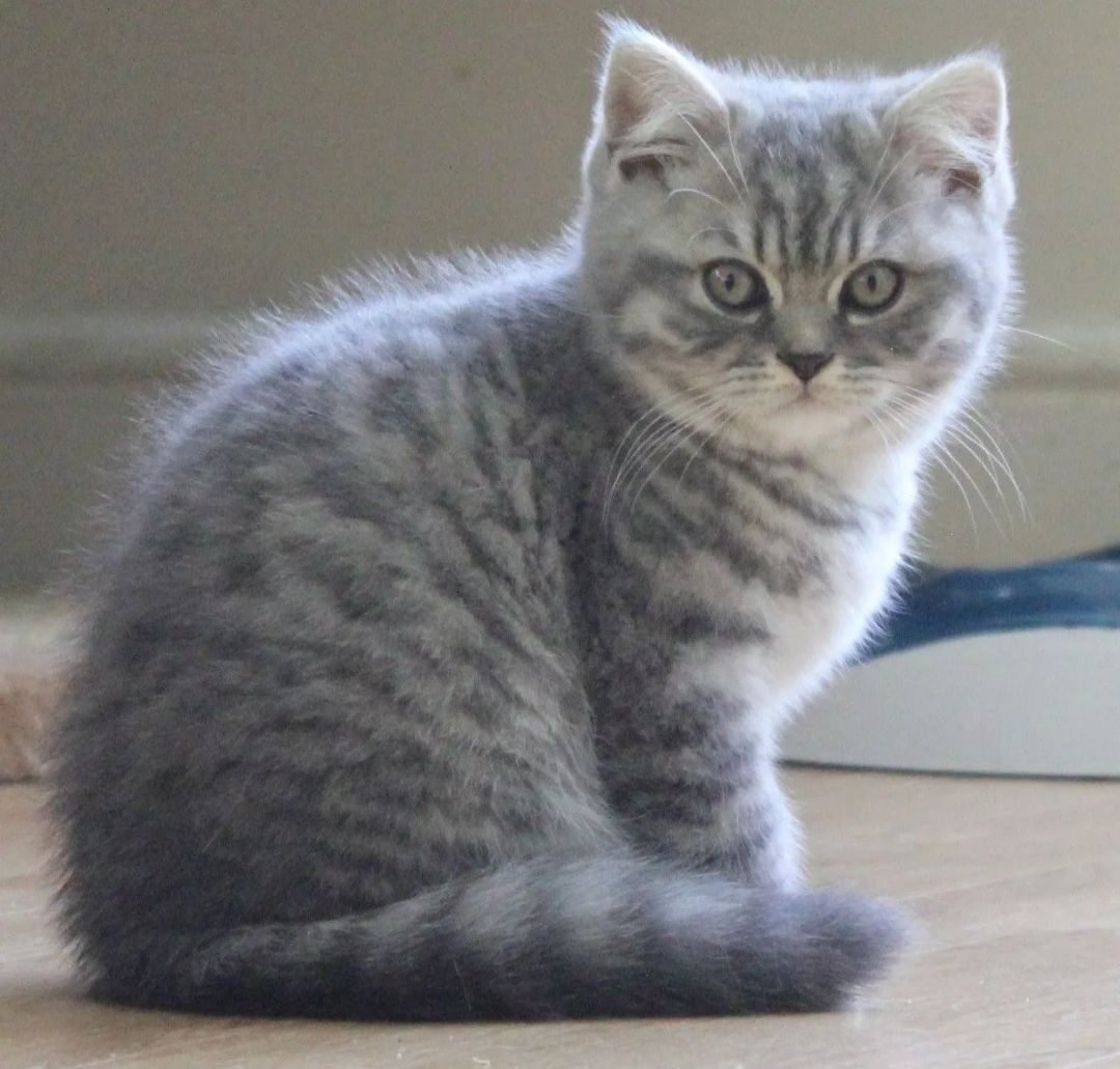 фото шотландских котов прямоухих серых