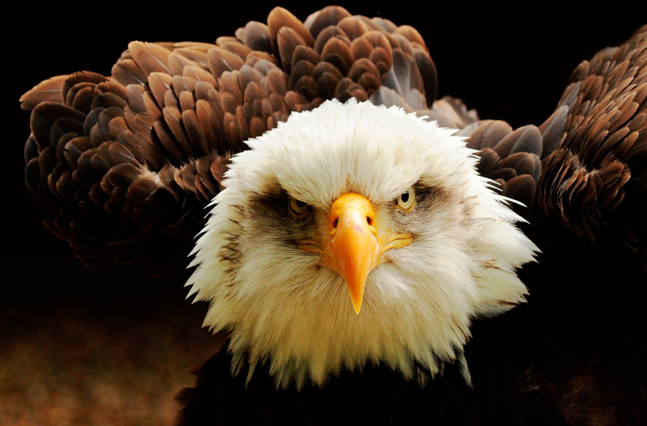 Eagle bird. "Белоголовый Орлан". Белоголовый Орлан анфас. Белоголовый Орлан символ США. Белоголовый Орлан лапы.