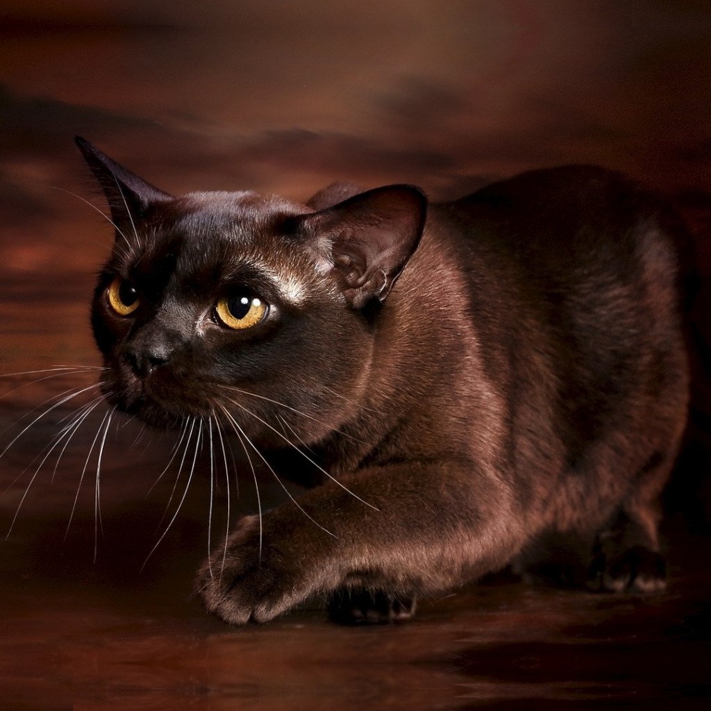 Породы коричневых котов. Бурманская порода кошек. Европейская Бурма кошка. Бурманская короткошерстная кошка. Шоколадная Бурманская кошка.