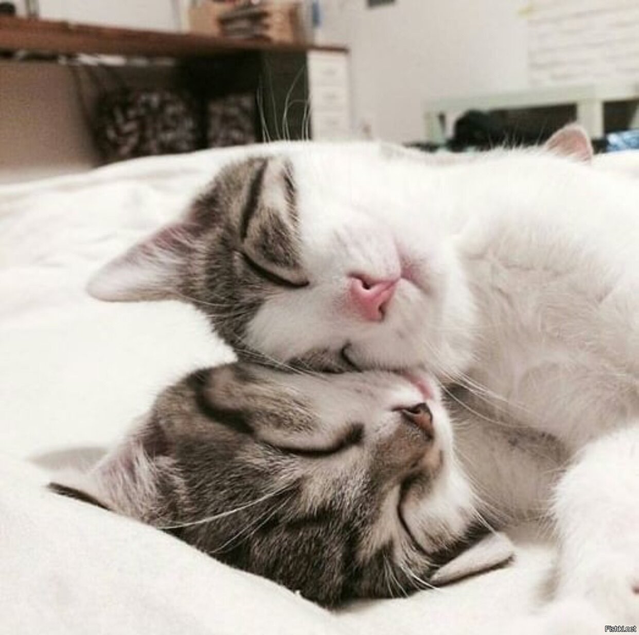 Обожаю кошек. Кошки любовь. Влюбленные котики. Котики обнимаются. Нежные котики.