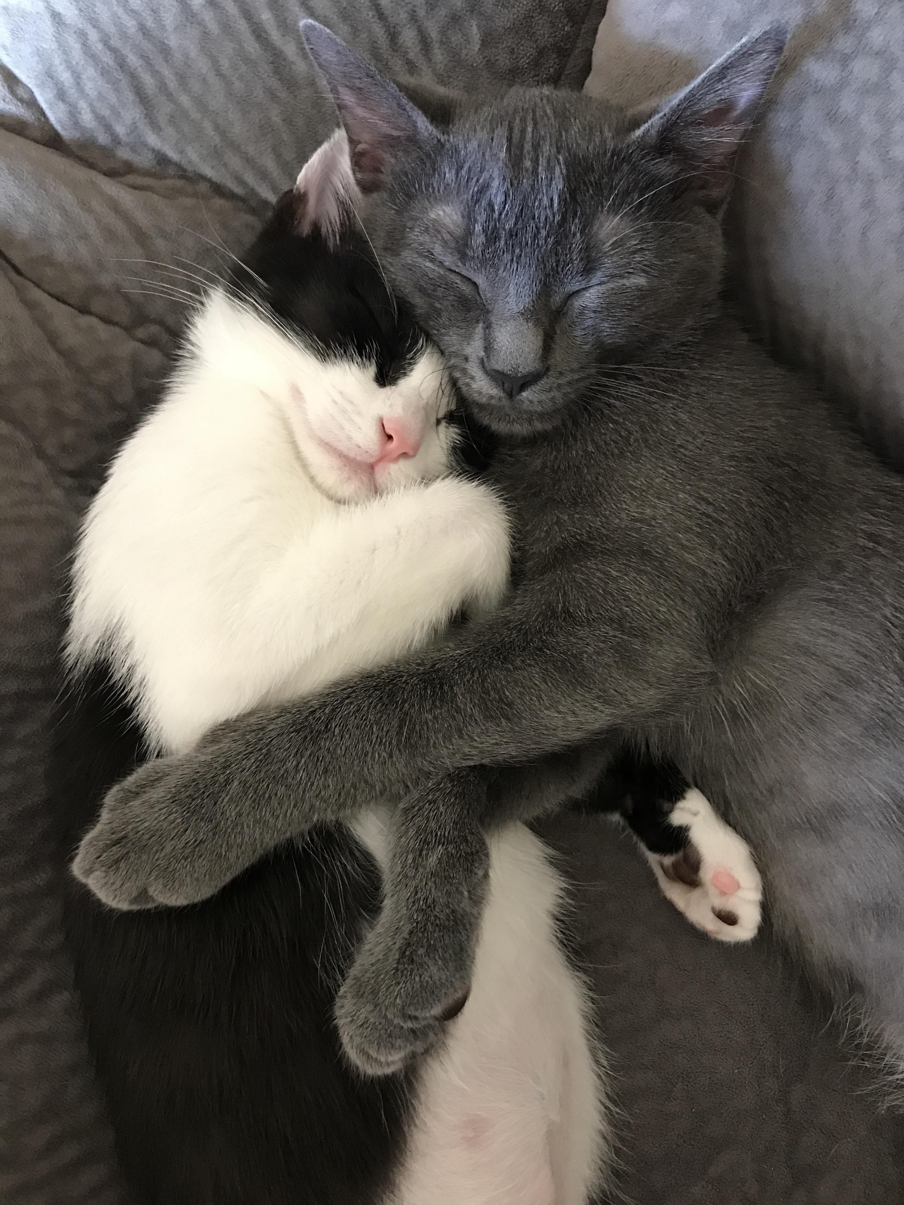 Кошечки любовь. Влюбленные котики. Котики обнимашки. Котята обнимаются. Кошечки обнимаются.