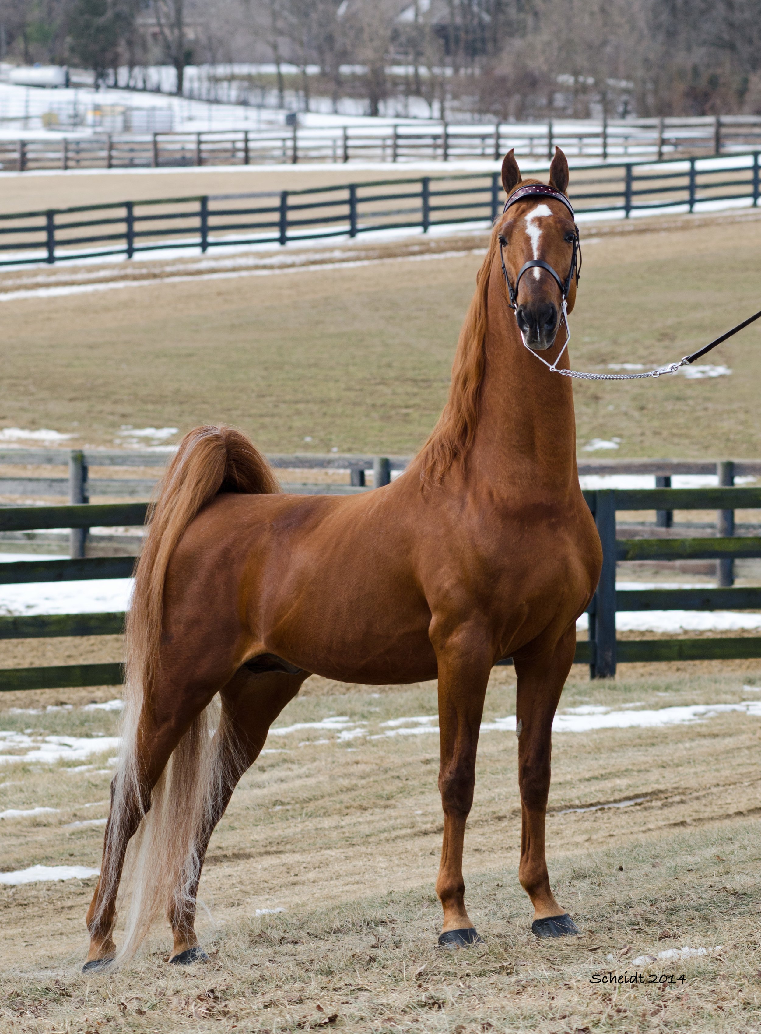 Американская верховая. Американская верховая сэддлбред. Американская верховая лошадь (сэддлбред). Теннессийская прогулочная лошадь. Теннессийская порода лошадей.