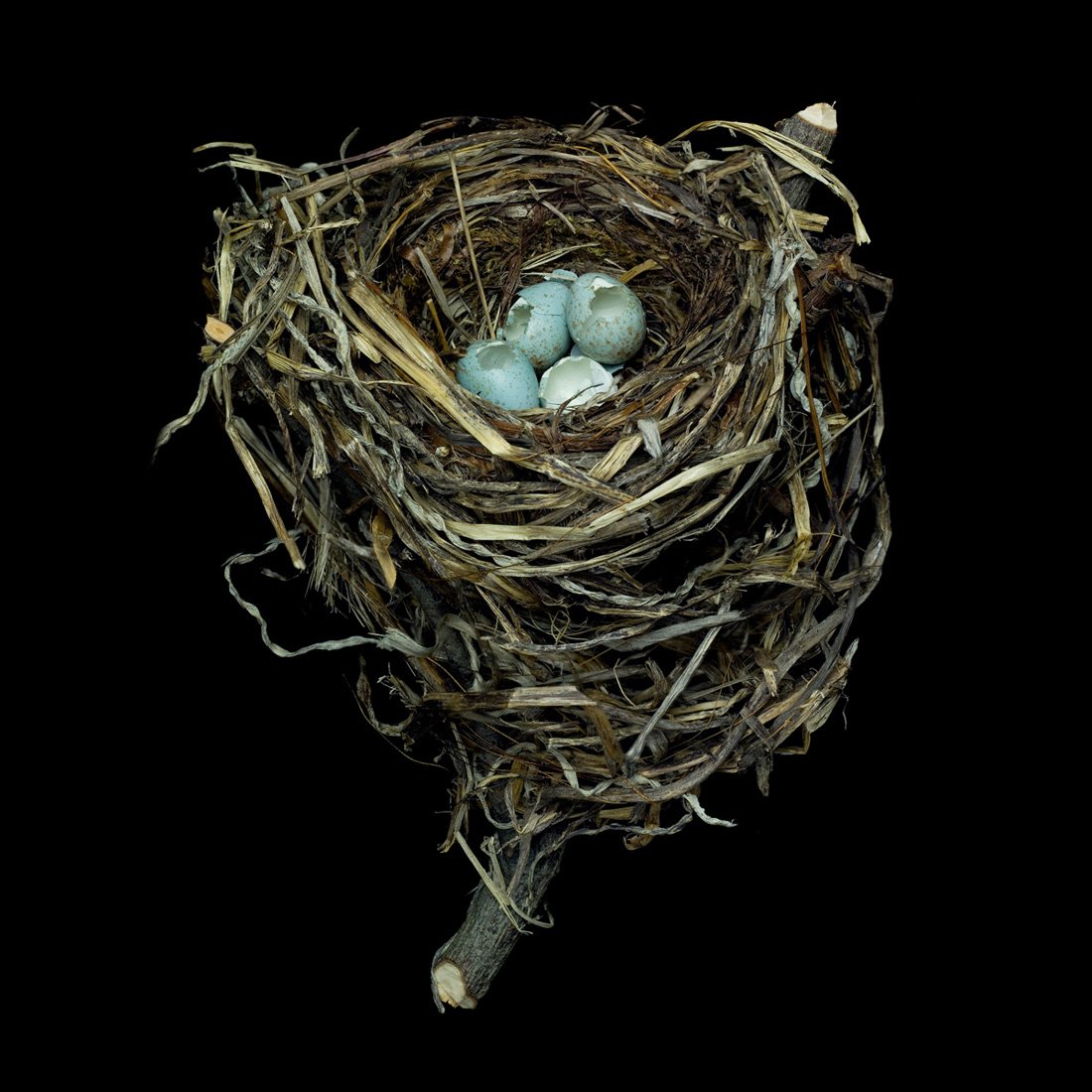 Their nests. Ширли Джексон "Птичье гнездо". Пеночка птица гнездо. Гнездо для птиц.. Голубиное гнездо.