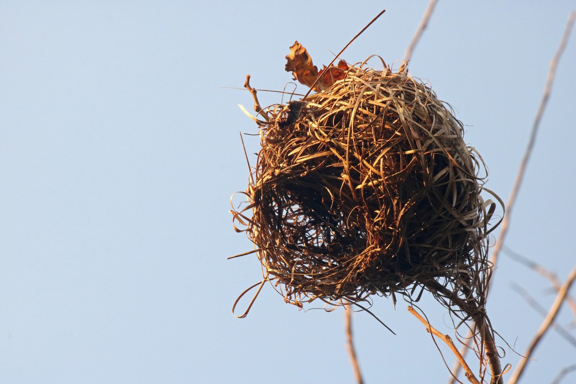 Определить гнезда птиц. Гнездо длиннохвостого бархатного Ткача. Садовая Славка гнездо яйца. Гнездо Ткача. Гнездо на дереве.