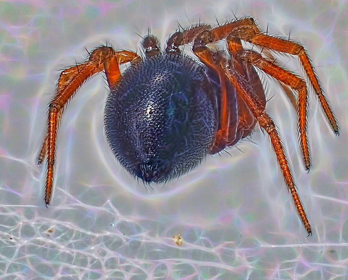 Как выглядит паук под микроскопом фото