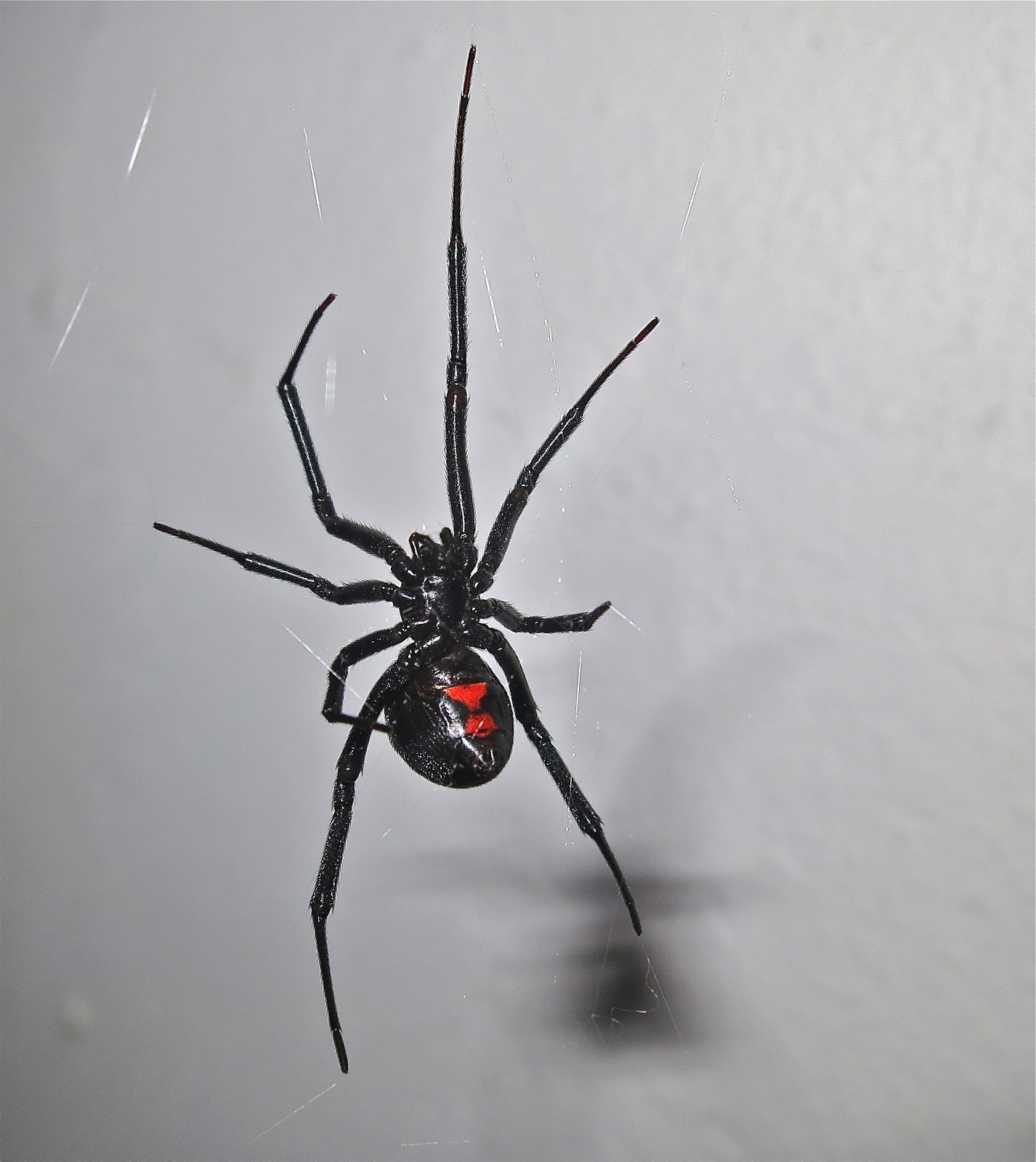 У какого паука черная паутина. Черная вдова Арахнид. Красноногий паук-вдова. Черная вдова паук черный паук. Пауки вдова черная вдова.