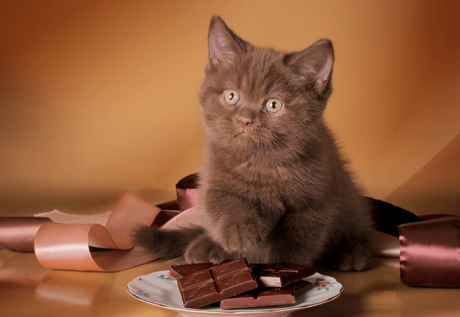 Фото шоколадных кошек