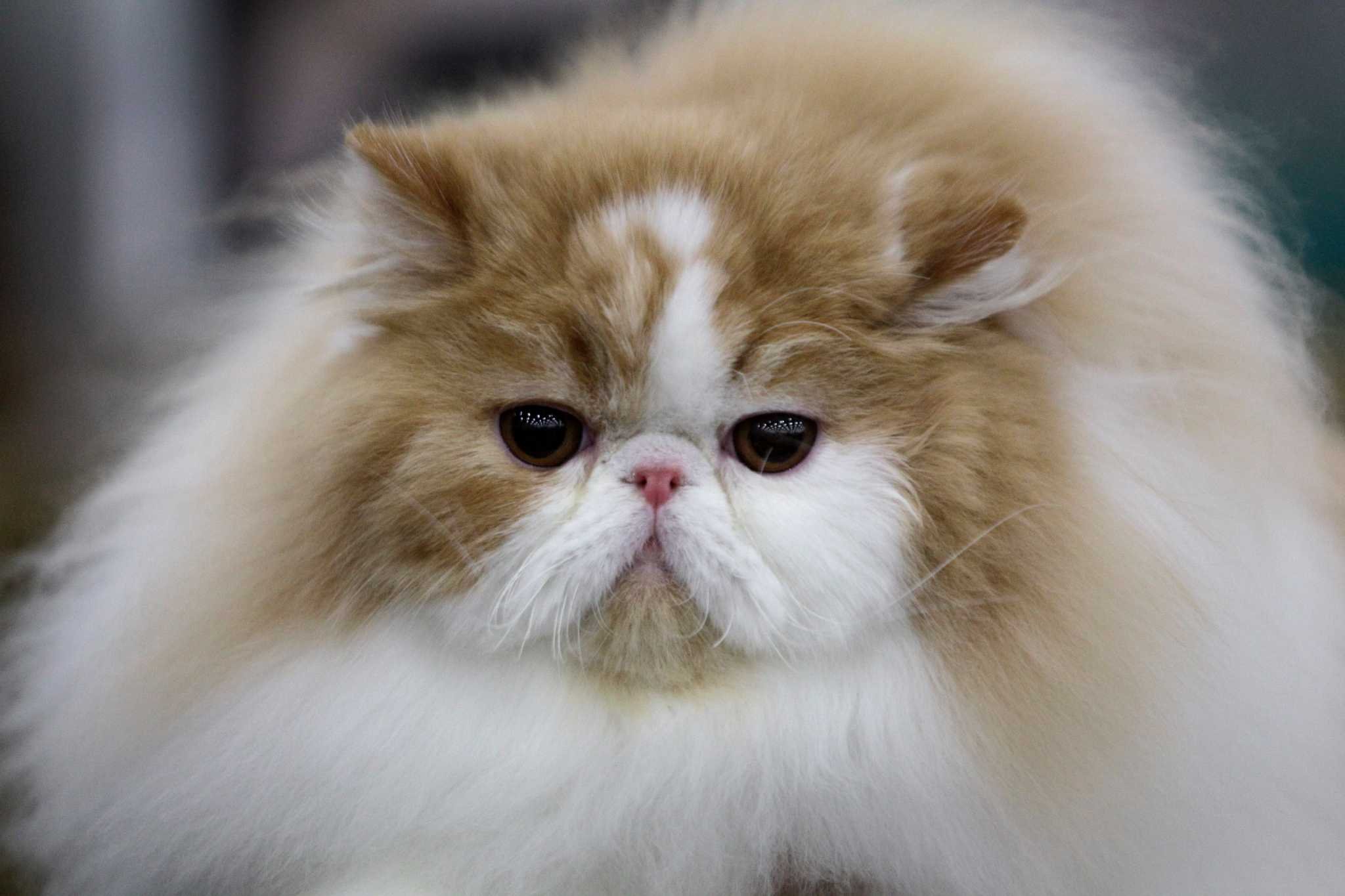 Персидский Ван кошки