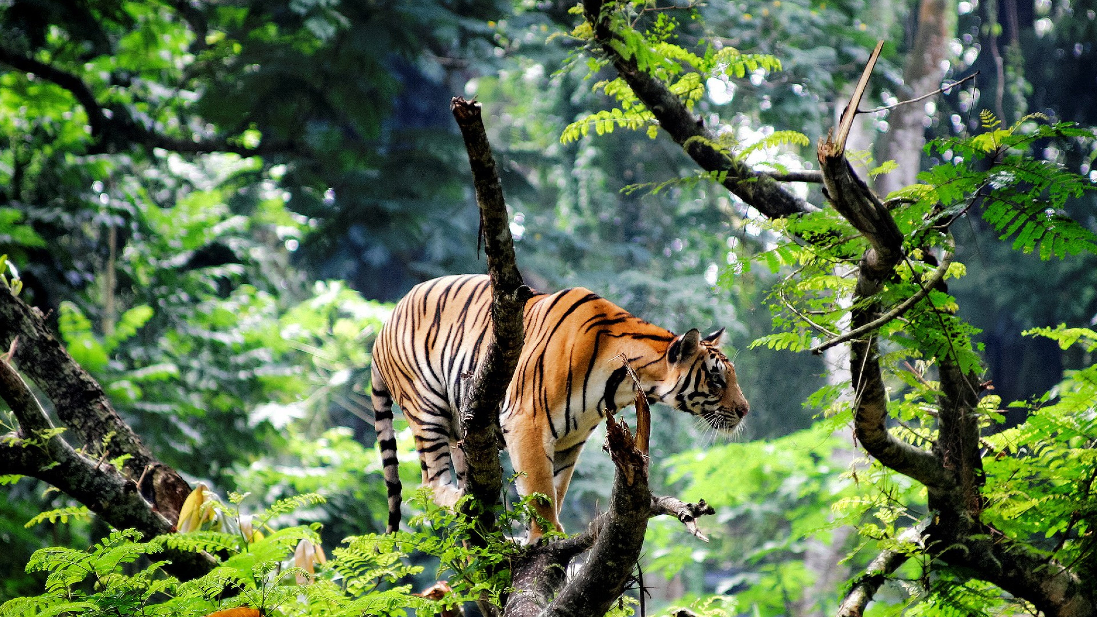 Новая дикая природа. Тигр тропического леса Индии. Бенгальский тигр в Индии джунглей. Тигр Юго Восточной Азии. Бенгальский тигр в Индии лес.