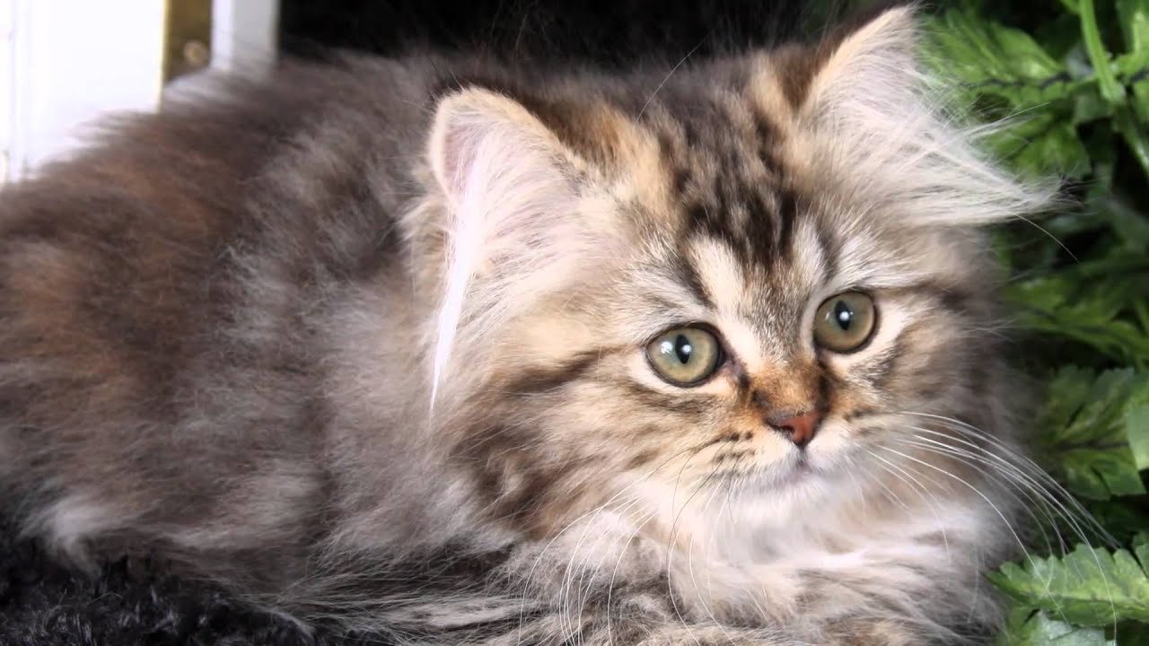 Персидский котенок табби