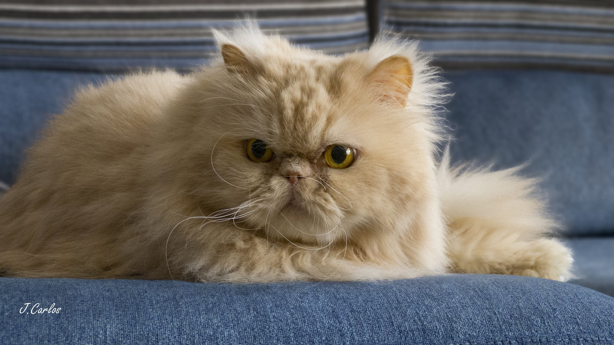 Что такое перс. Персидская шиншилла Вилфред. Персидская длинношерстная кошка. Экзот экстремал длинношерстный. Персидский длинношерстный кот.