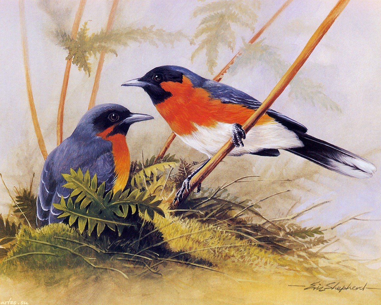 Описание картины птицы. Эрик Шепард птицы. Пара птиц картина. Красивые рисунки разных птиц. Eric Shepherd птицы вышивка.