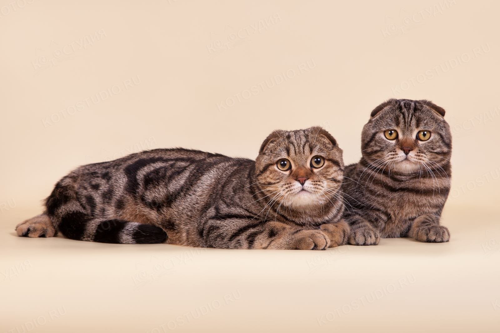 Породы кошек шотландская вислоухая с фотографиями
