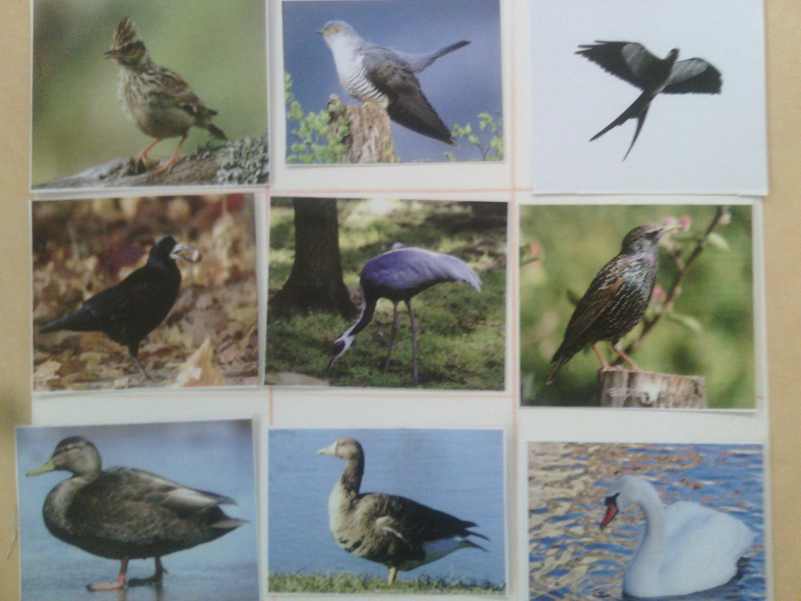 перелетные птицы кировской области фото с названиями