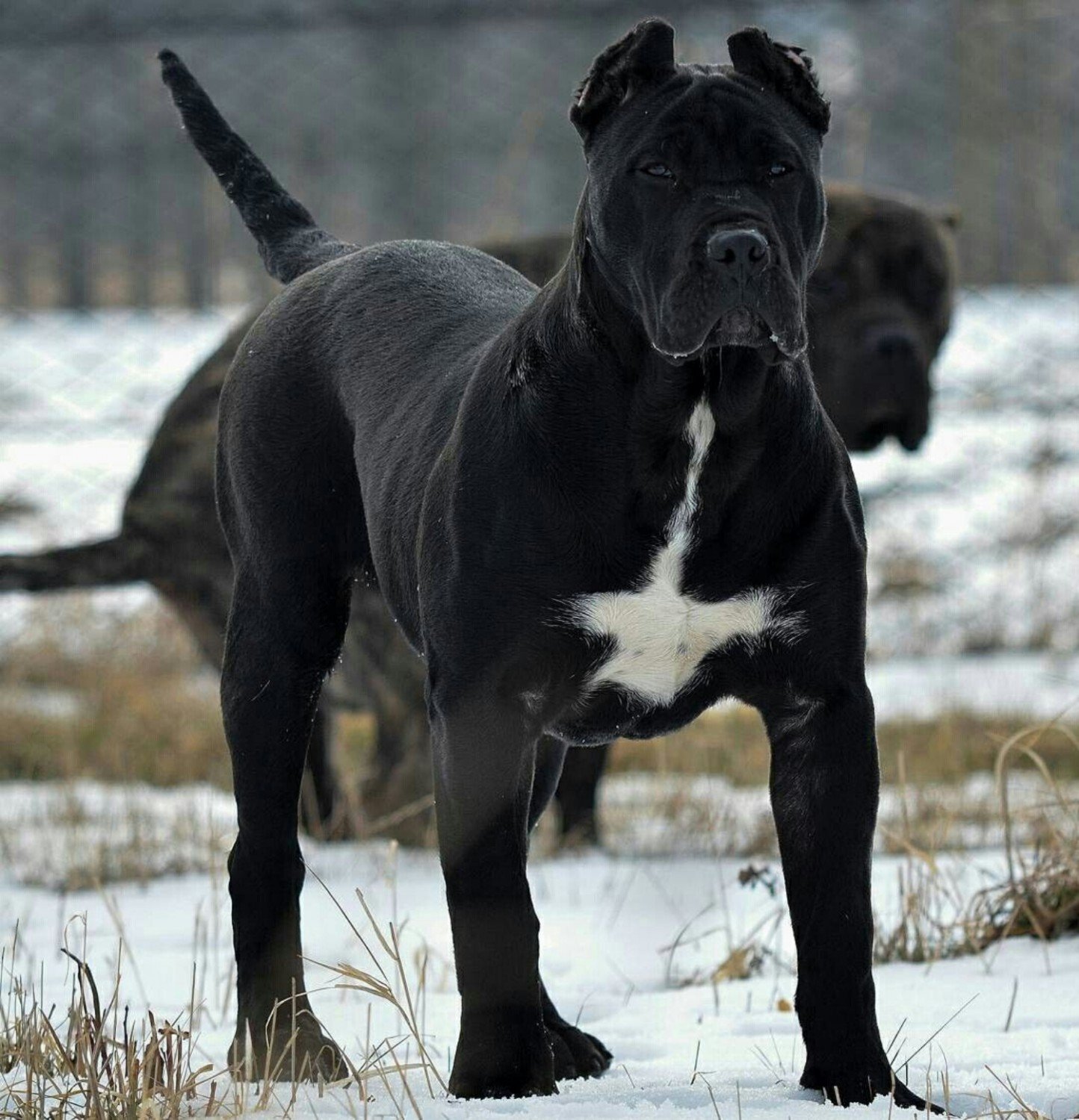 Собаки крупных пород черные. Кане Корсо. Прессо де Канарио. Бойцовская собака Кане Корсо. Корсо Канарио чёрный.