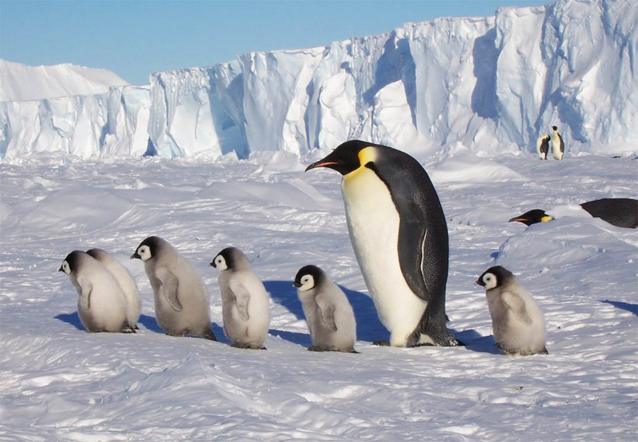 Где живут пингвины материк. Ушуайя пингвины. Арктика Антарктика Антарктида. Антарктида материк пингвины. Полярный (Арктический и антарктический) климат.