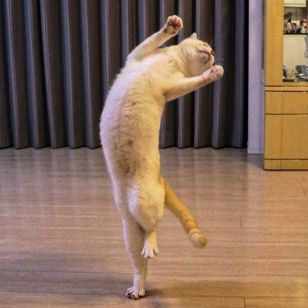 Котик на задних лапках. Танцующий кот Чако. Танцующий кот Чако из Японии. Кошка танцует.
