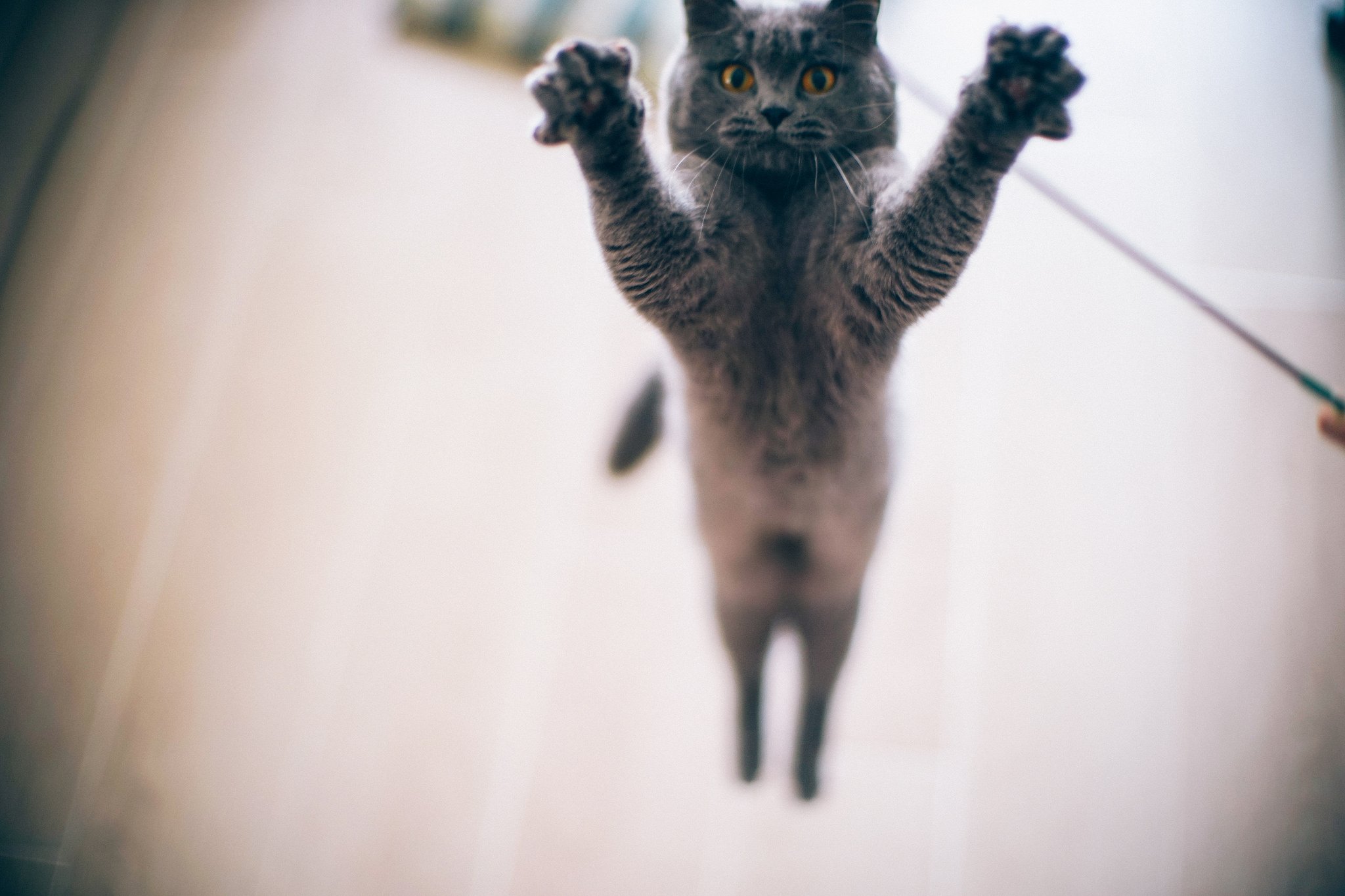 Лапки вверх. Кошка в прыжке. Летающие коты. Котики смешные. Коты прыгают.