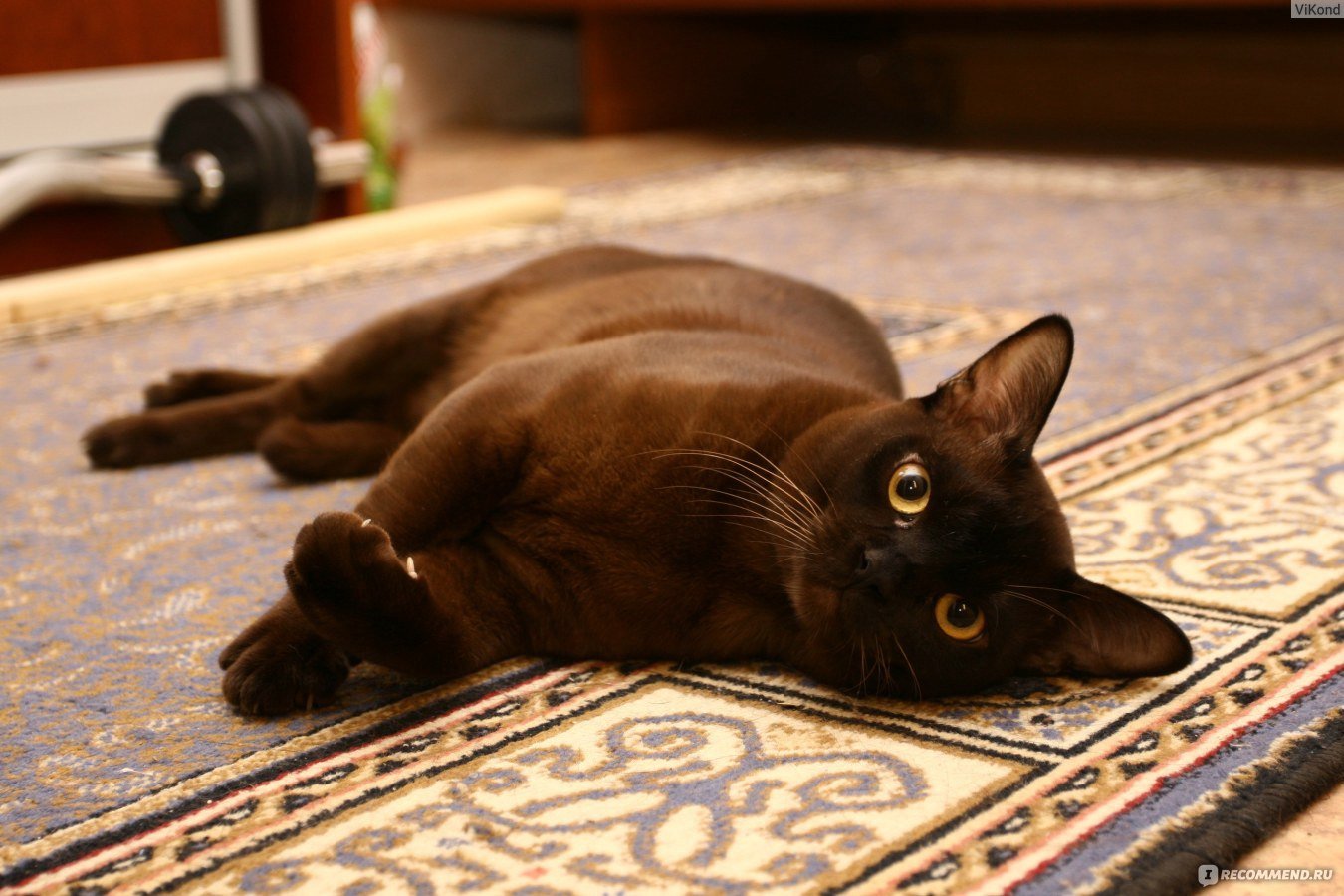 Шоколадная окраска кошек. Европейская Бурма кошка. Шоколадные кошки порода Бурма. Шоколадная кошка порода Бурманская. Бурманский кот шоколадного окраса.