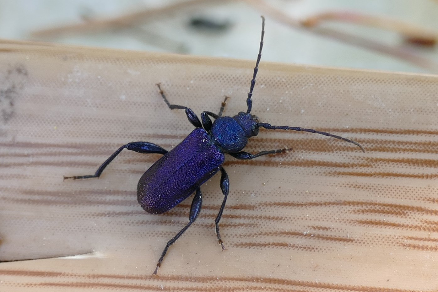 синие жуки в деревянном доме