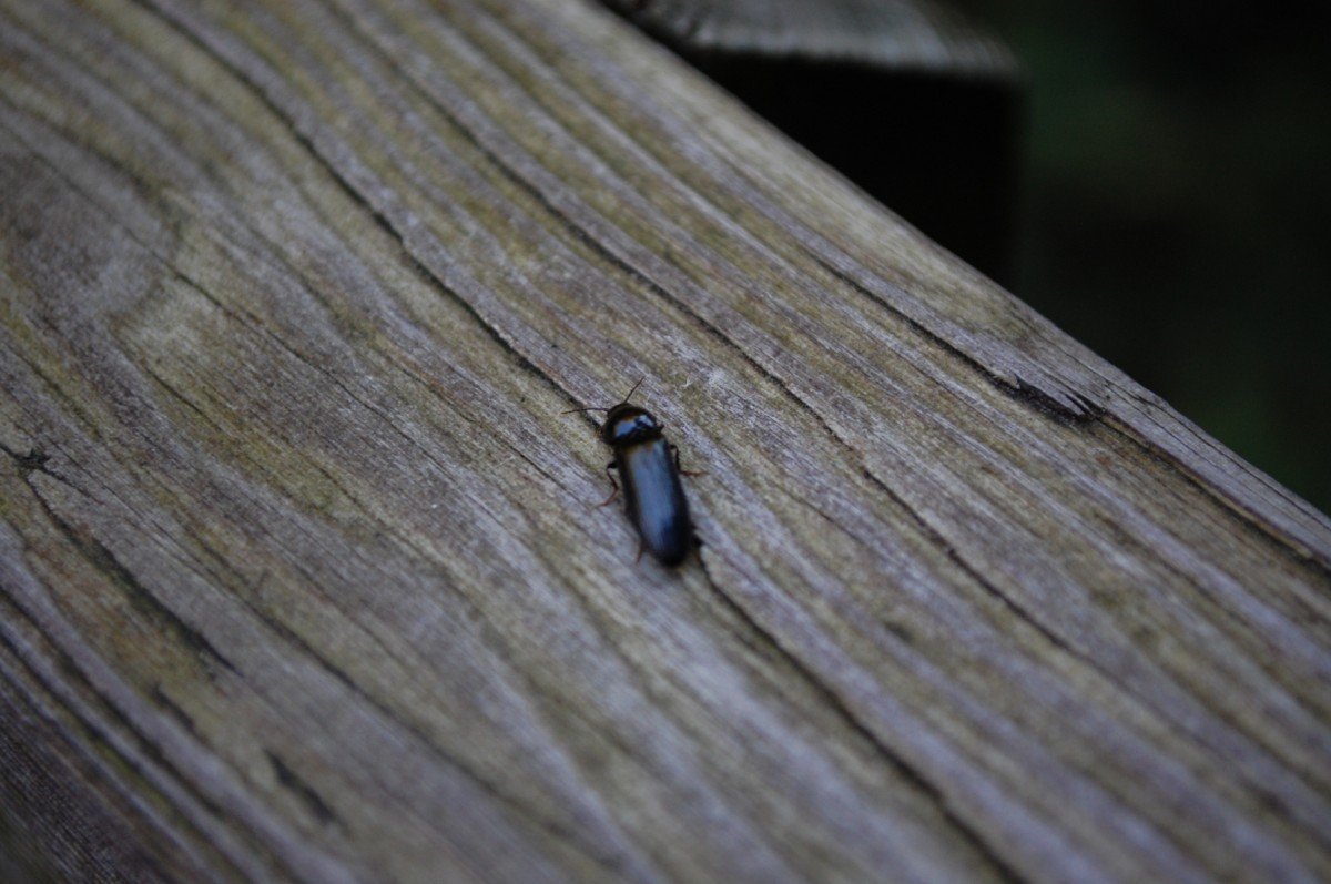 Синие жуки в деревянном доме