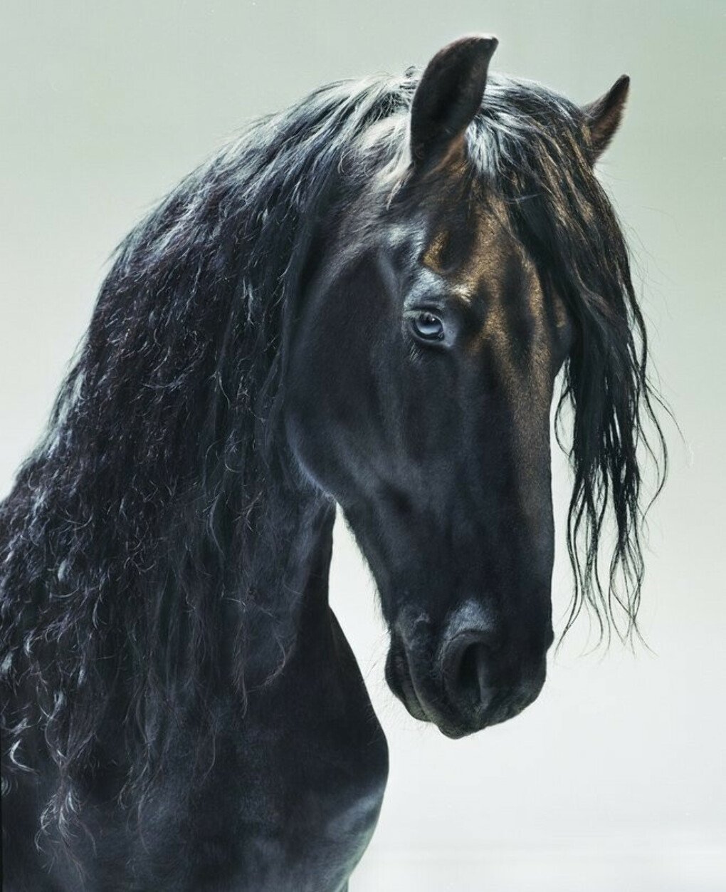 Конь с черной гривой. Пегая Фризская лошадь. Фриз Фризская лошадь. Фризская лошадь гнедая.
