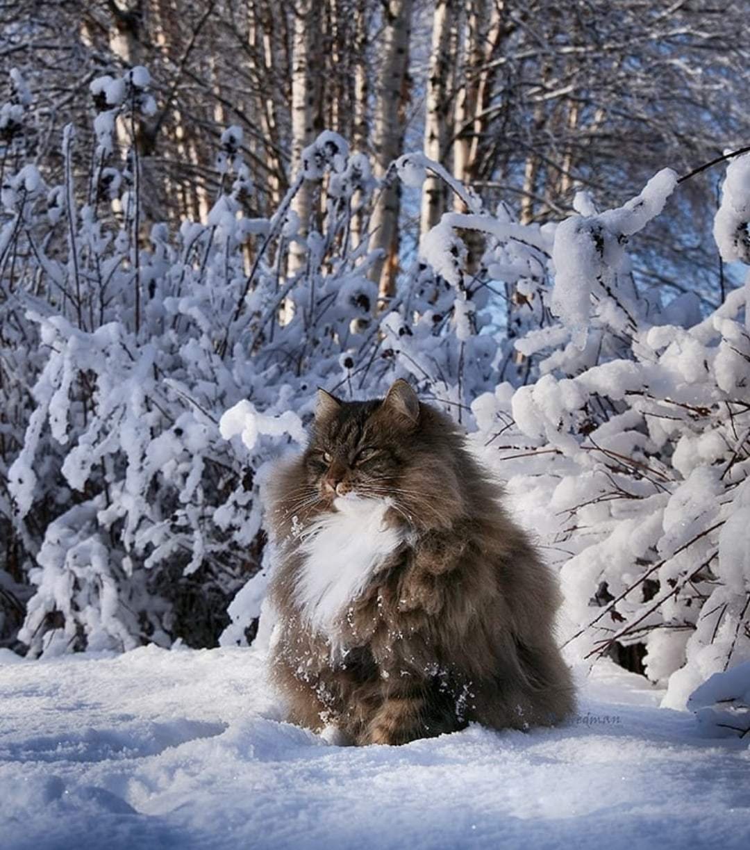 Зимние Сибирские коты