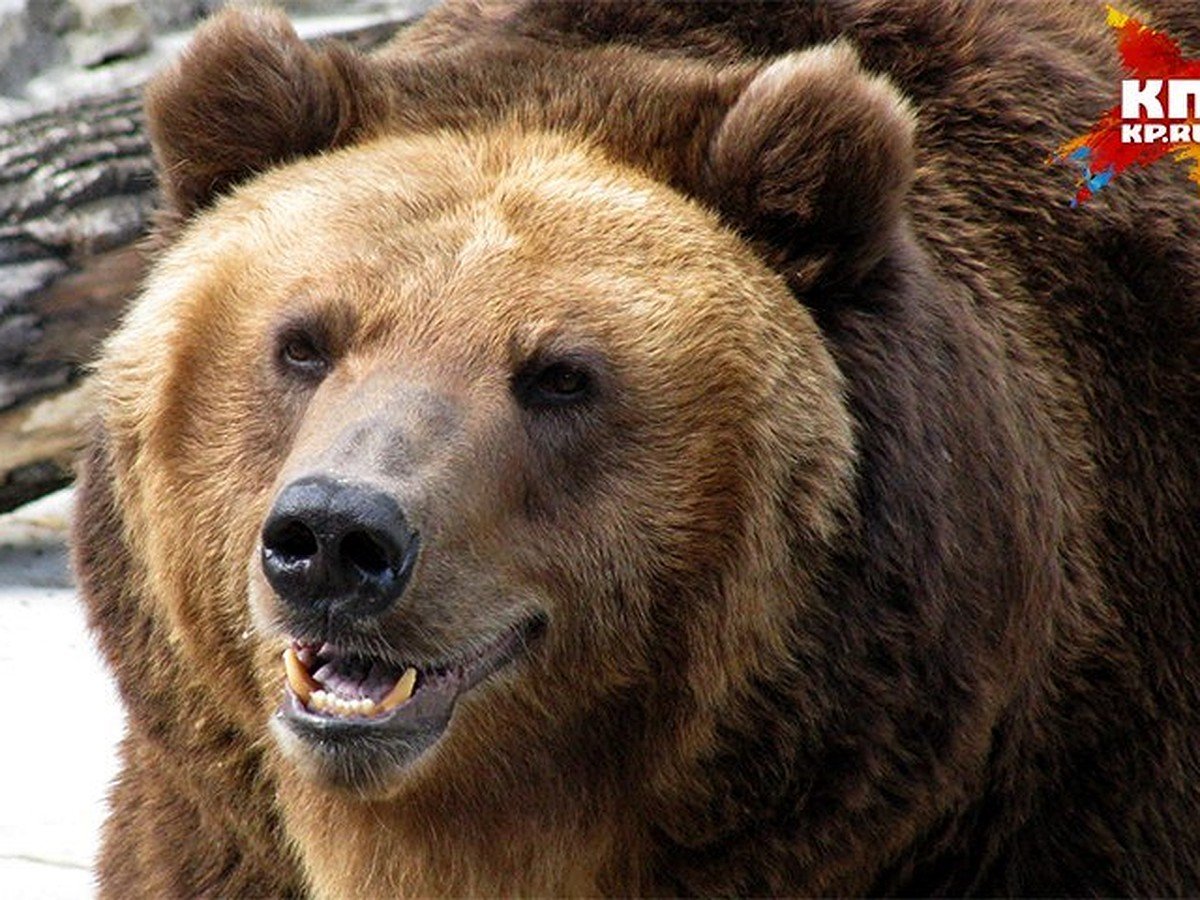 показать фото медведя