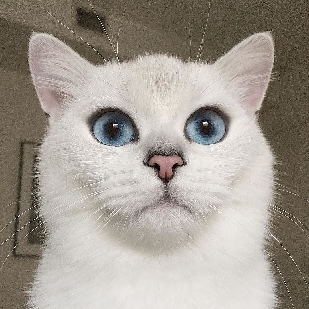 Кошка с выразительными глазами