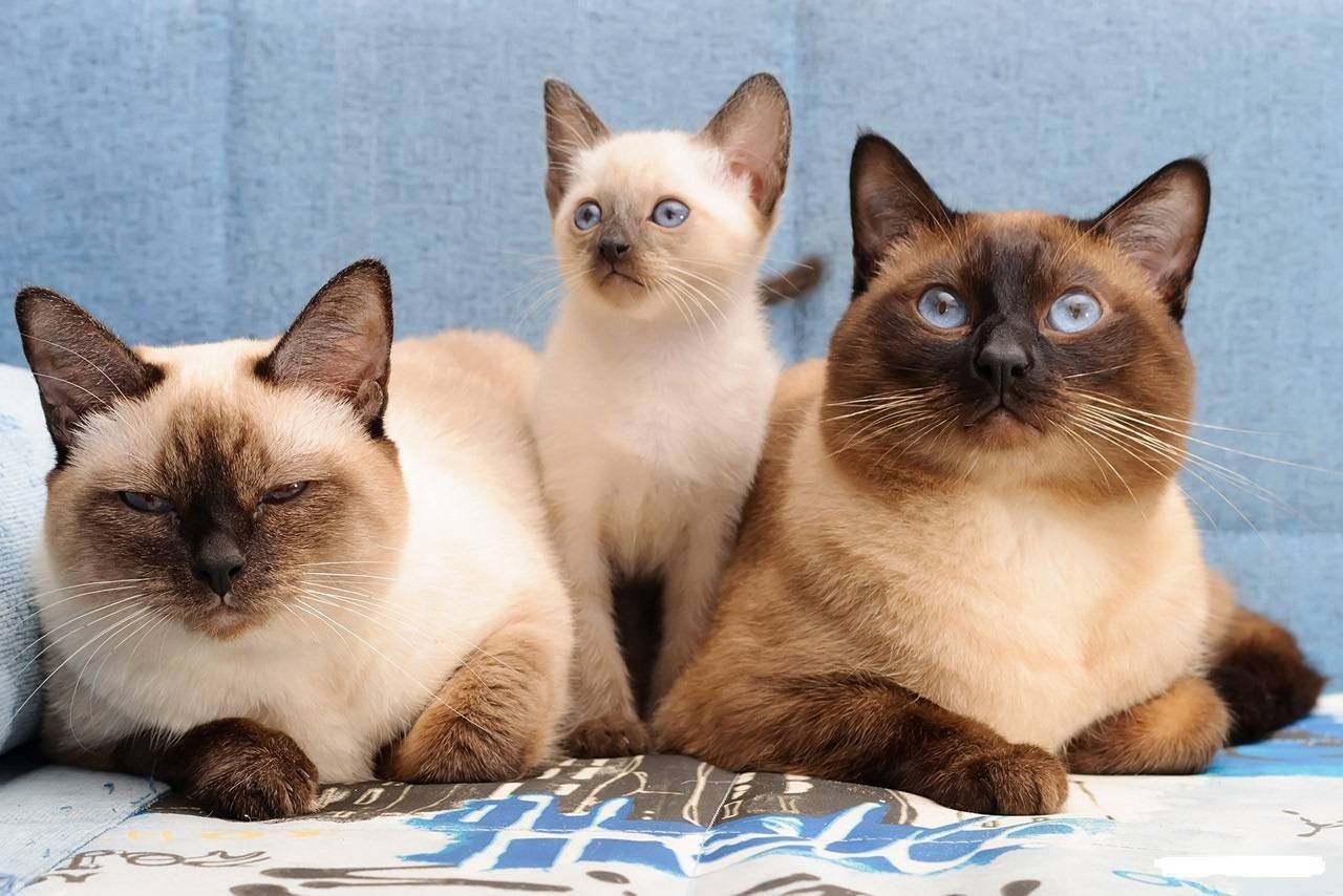 Сиамская порода котов. Тайский сиамский кот. Порода кошек Сиамская и тайская. Тайская кошка старотипная. Сиамская и тайская кошка.