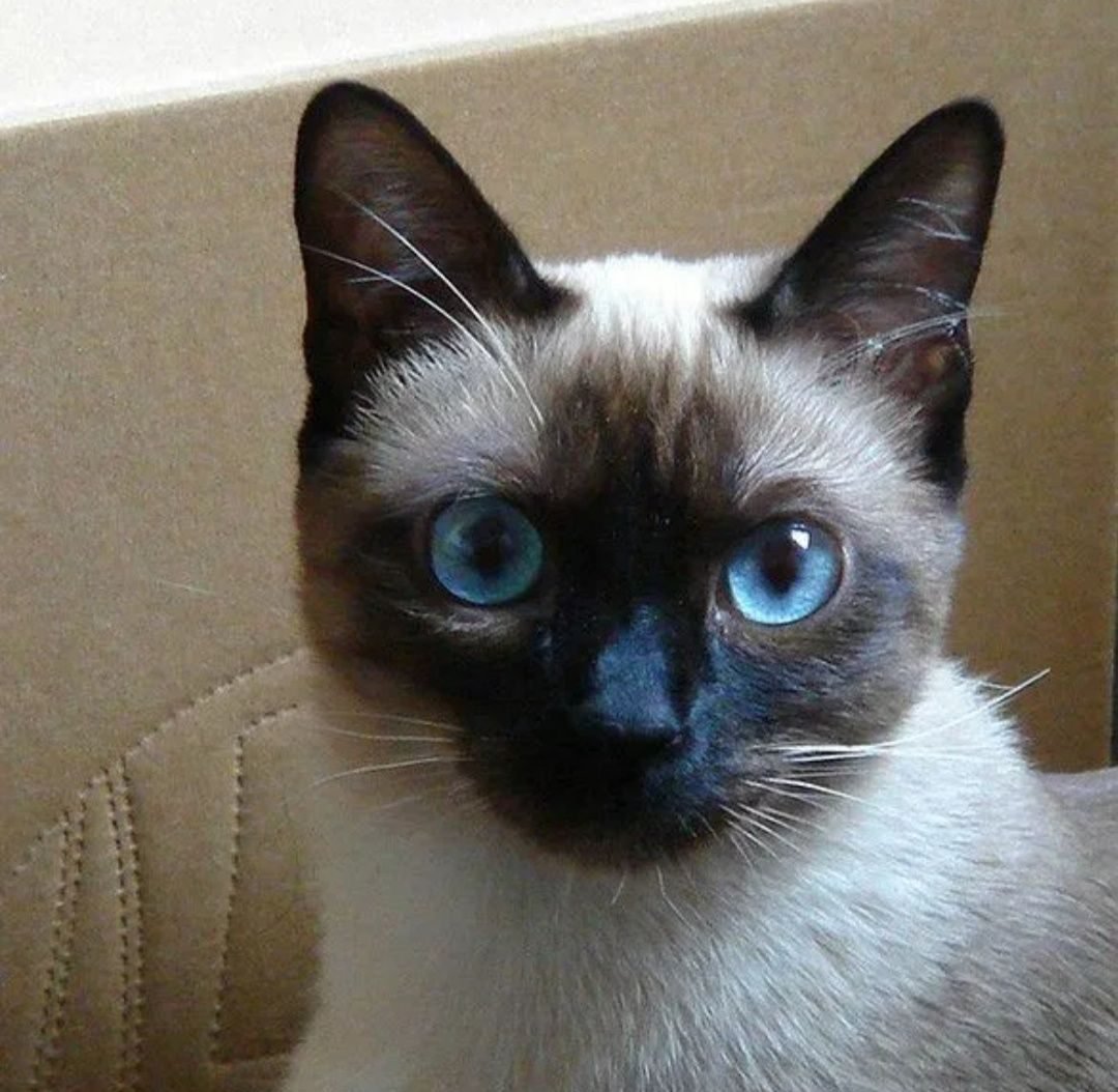 Сиамский кот с голубыми глазами