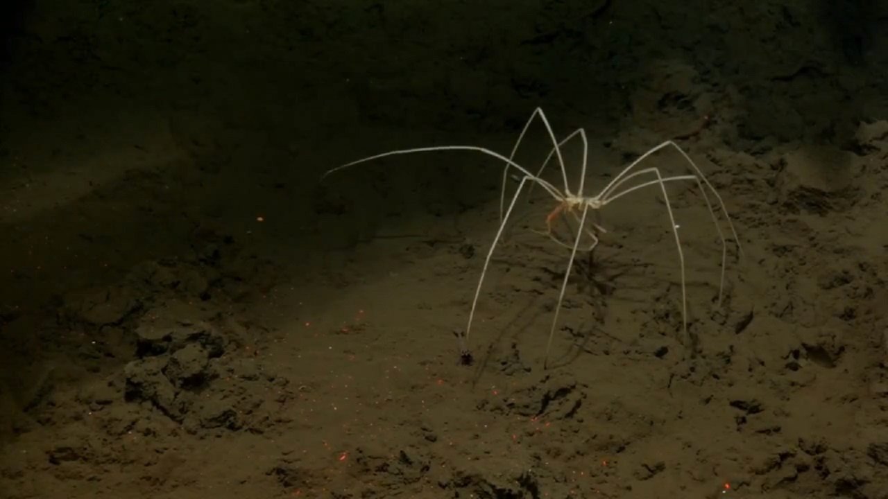 Пандопода гигантский морской паук