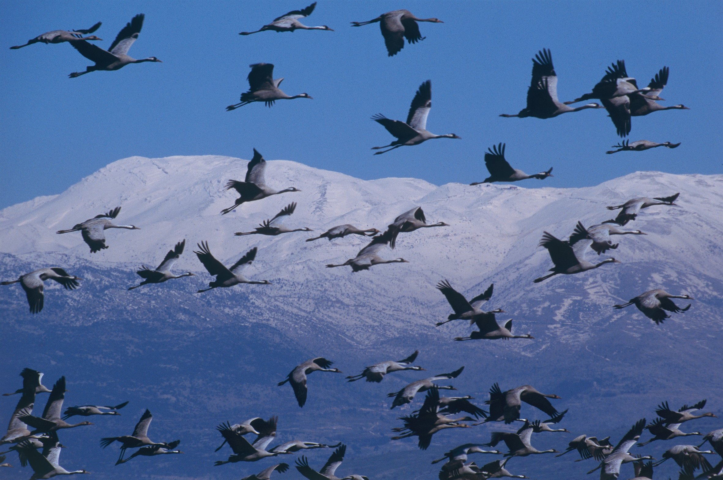 Информация о миграции птиц. Перелётные птицы перелётные птицы. Миграция птиц на Юг. Стая птиц. Сезонные перелеты птиц.