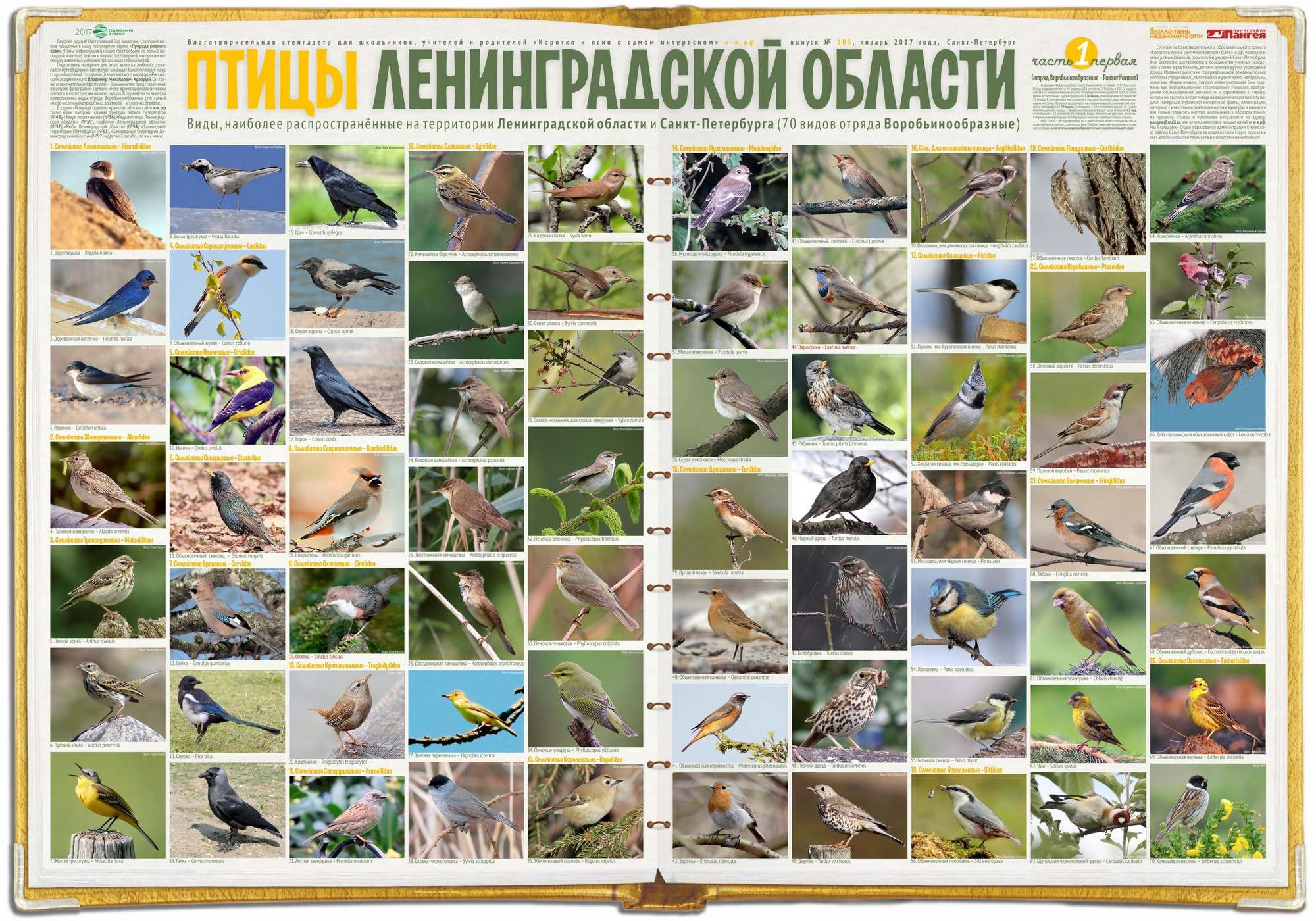 птицы свердловской области фото с названиями