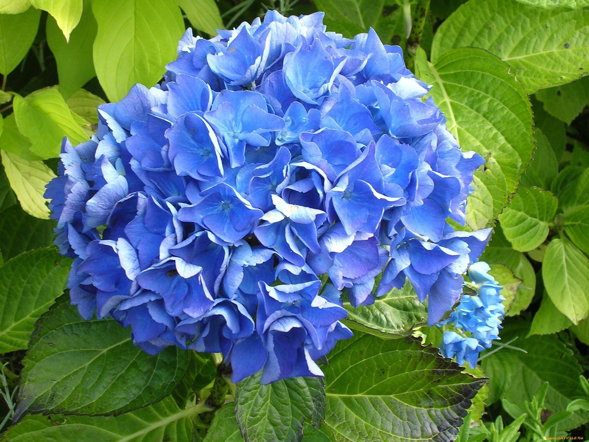 Гортензия голубая фото и описание