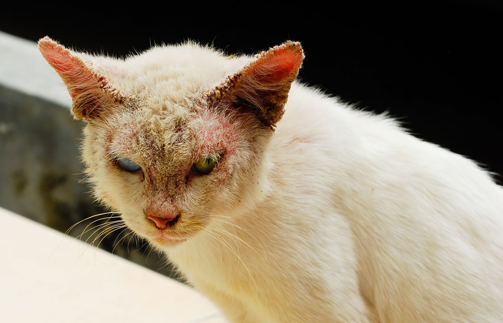 Заболевания у кошек симптомы и лечение