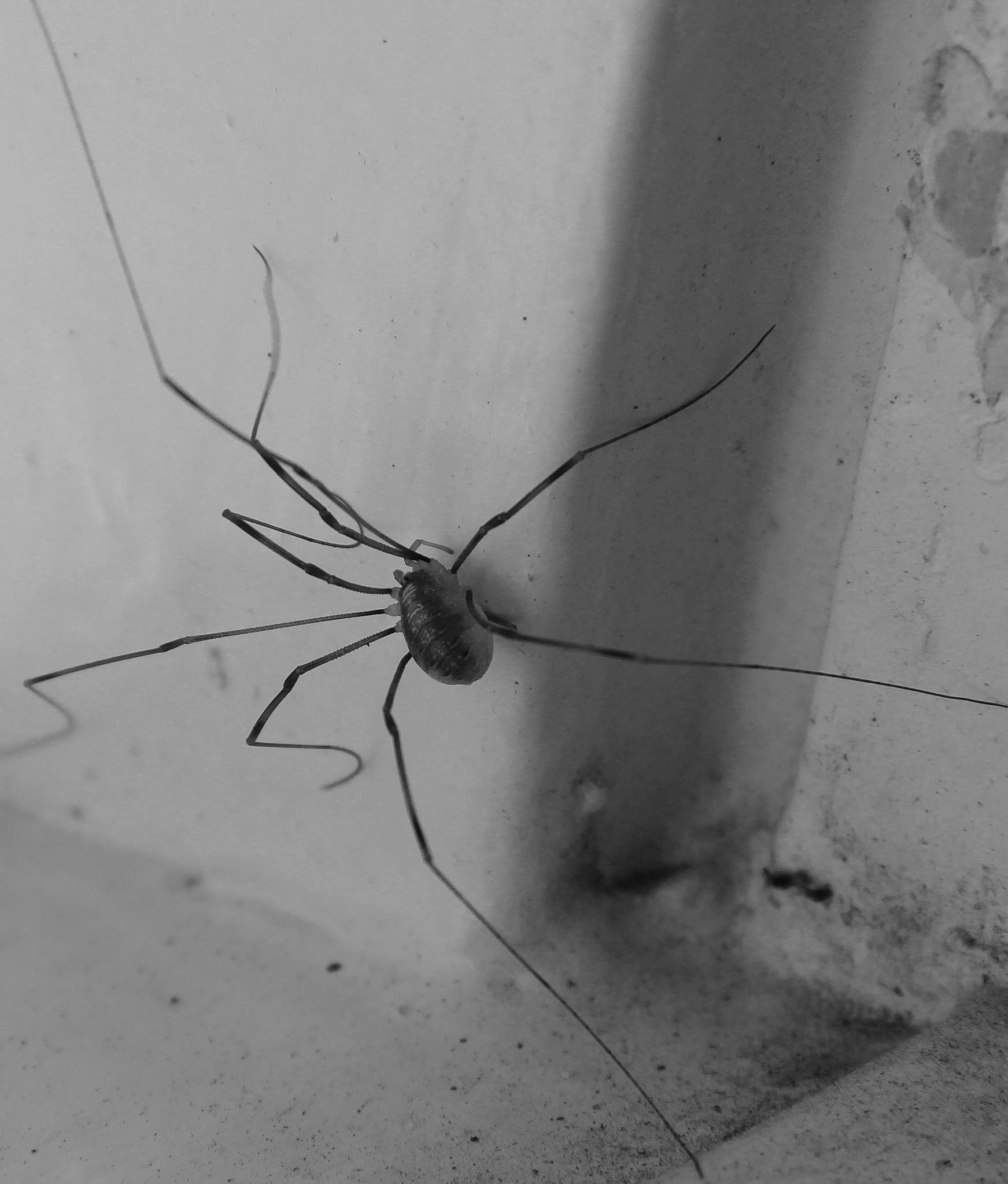 Маленькие домашние пауки. Паук сенокосец паутина. Паук сенокосец в доме. Сенокосец черный. Сенокосец обыкновенный.