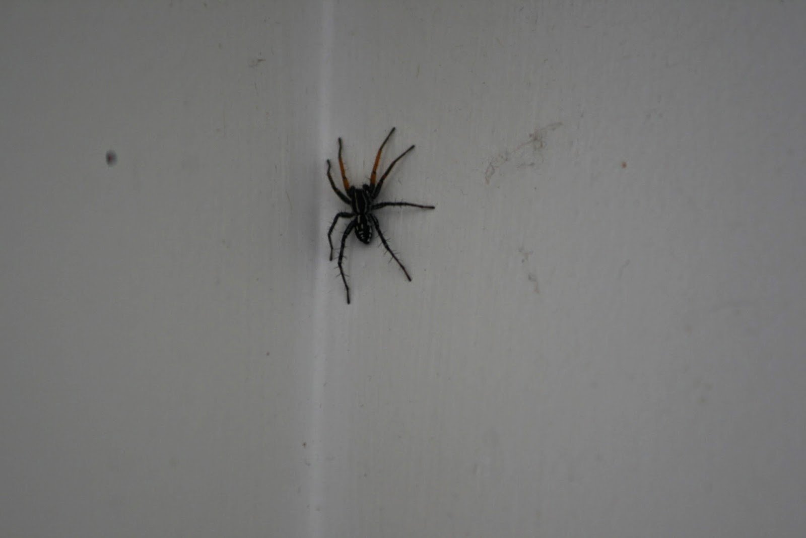 Паук вечером на кухне примета. Маленький красный паучок в квартире. Паук в углу комнаты. Маленькие паучки в кровати. Чёрный паук в доме.