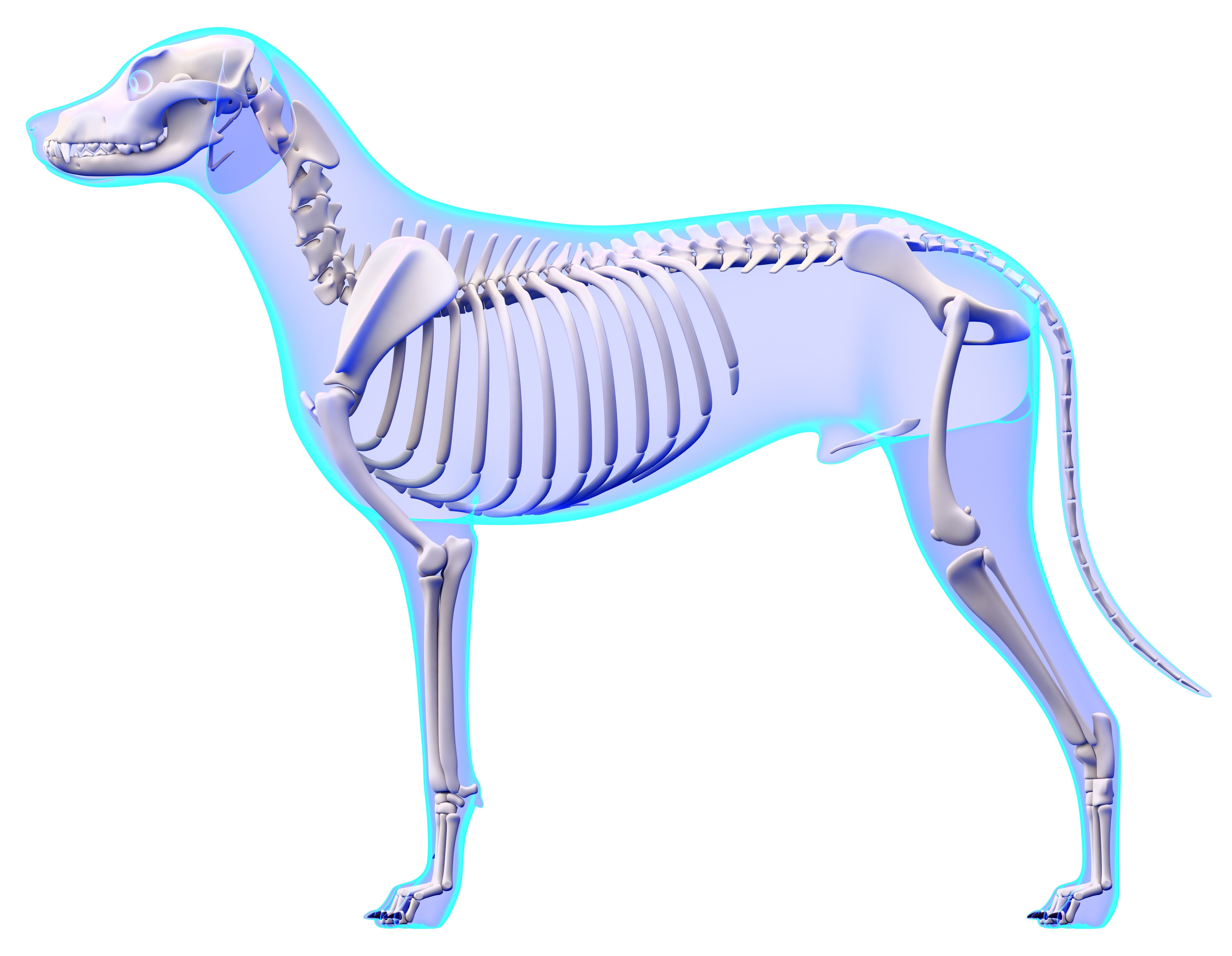 Ребра можно собаке. Скелет собаки анатомия костей. Скелет собаки кобеля. Скелет CJ,frnb. Анатомия скелета собаки Ветеринария.
