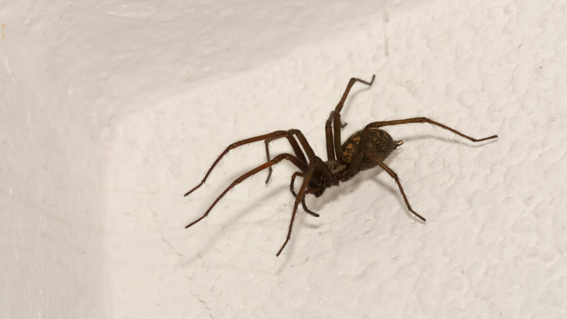 Опасные домашние пауки