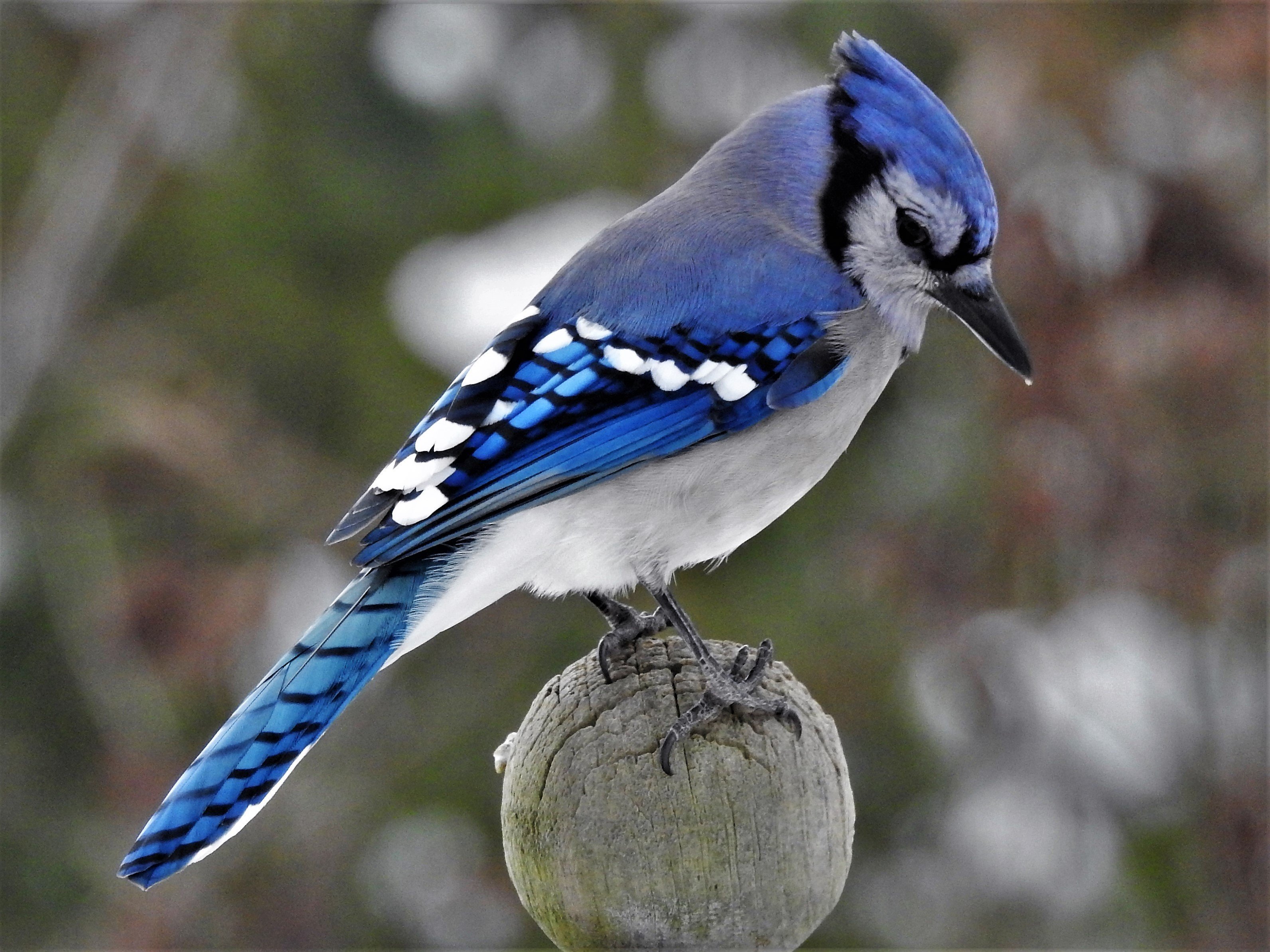 птица с синим пером