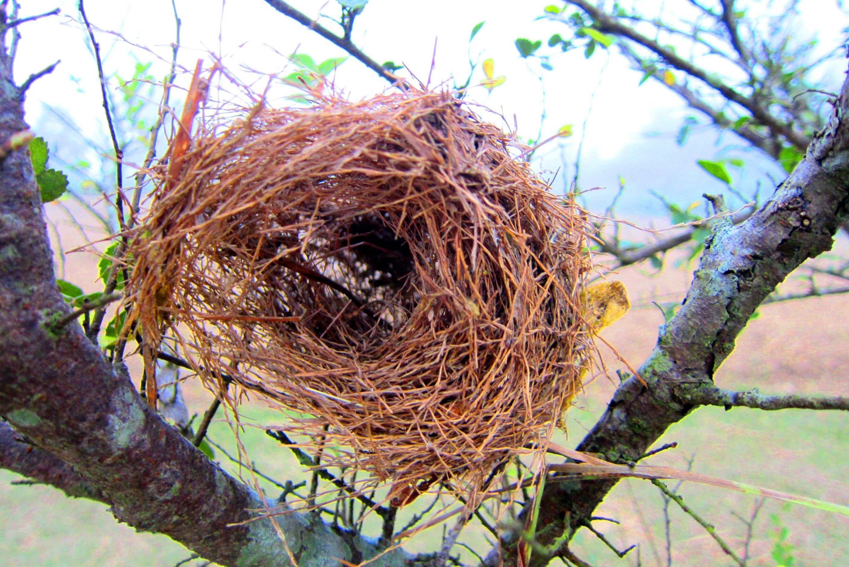 Gold bird s nest. Пеночка птичка гнездо. Гнездо пеночки. Гнездо вьюрка. Гнездо гнездиться гнездовье гнездовой.