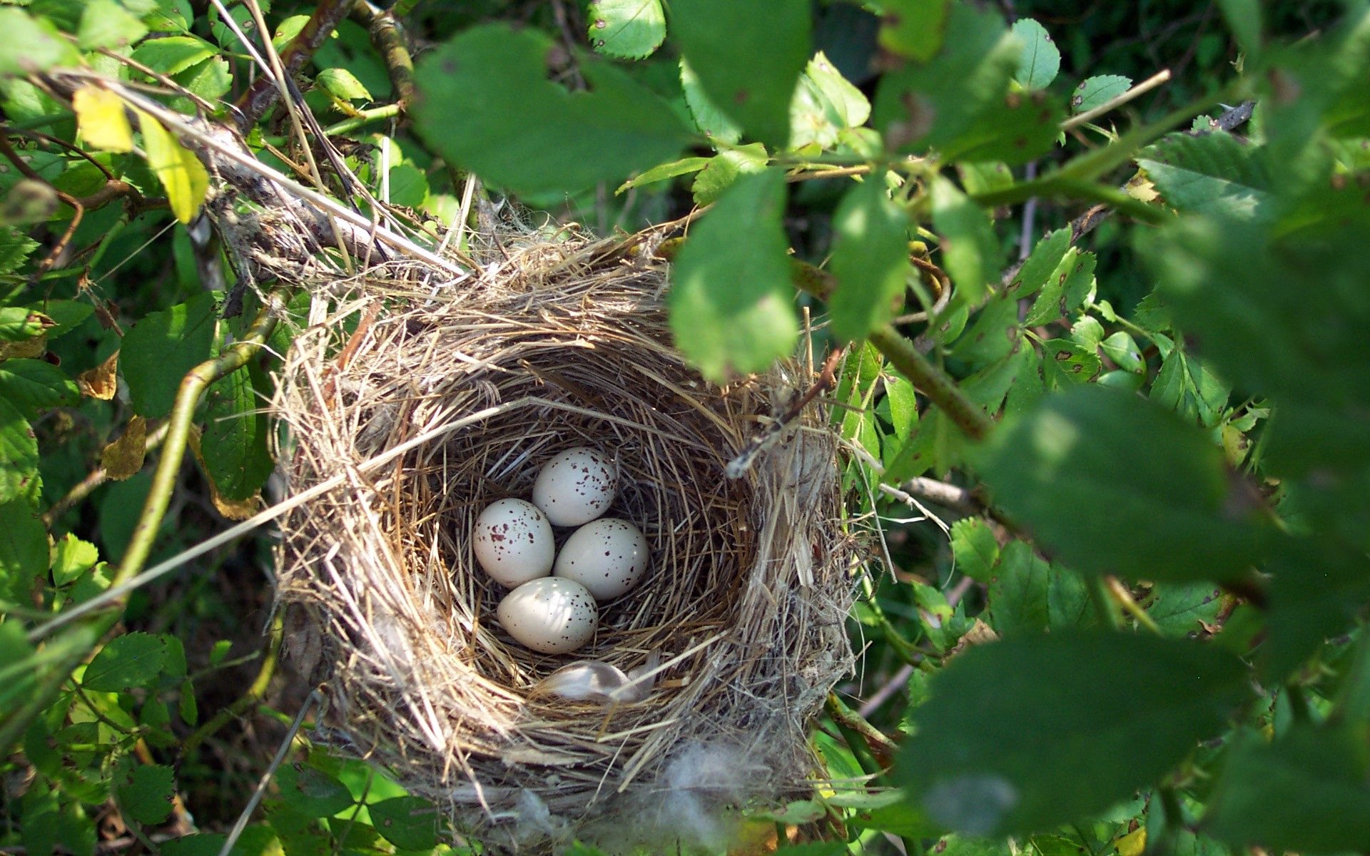 Определить гнезда птиц