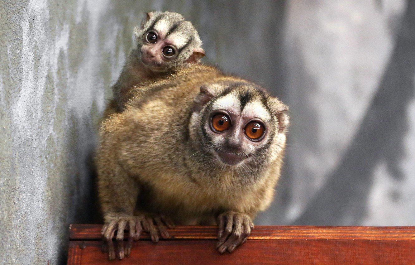 Красивые обезьянки с большими глазами