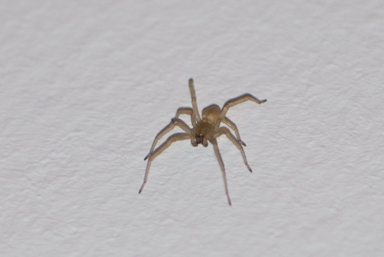 Домашний паук в квартире. Домашние пауки. Маленький паук. Бежевый паук. Пауки домашние маленькие.